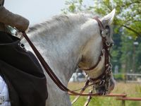 Lusitano Pat Hino in Ratingen 2008